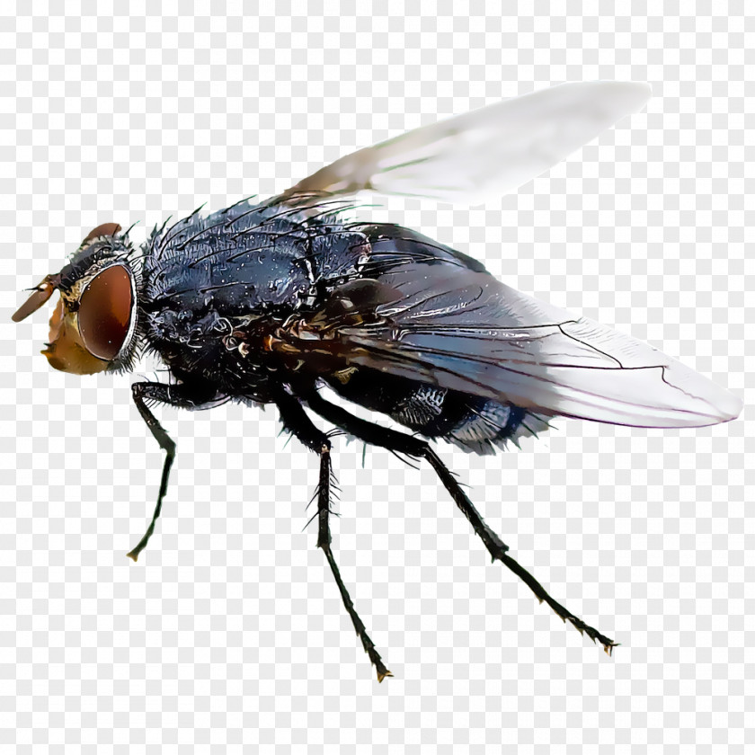 Fly Black Insect Mosquito Housefly PNG