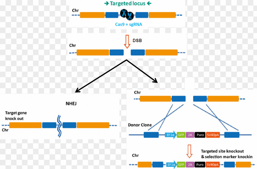 Induced Genome Editing Transcription Activator-like Effector Nuclease CRISPR Gene Knockout Knockin PNG