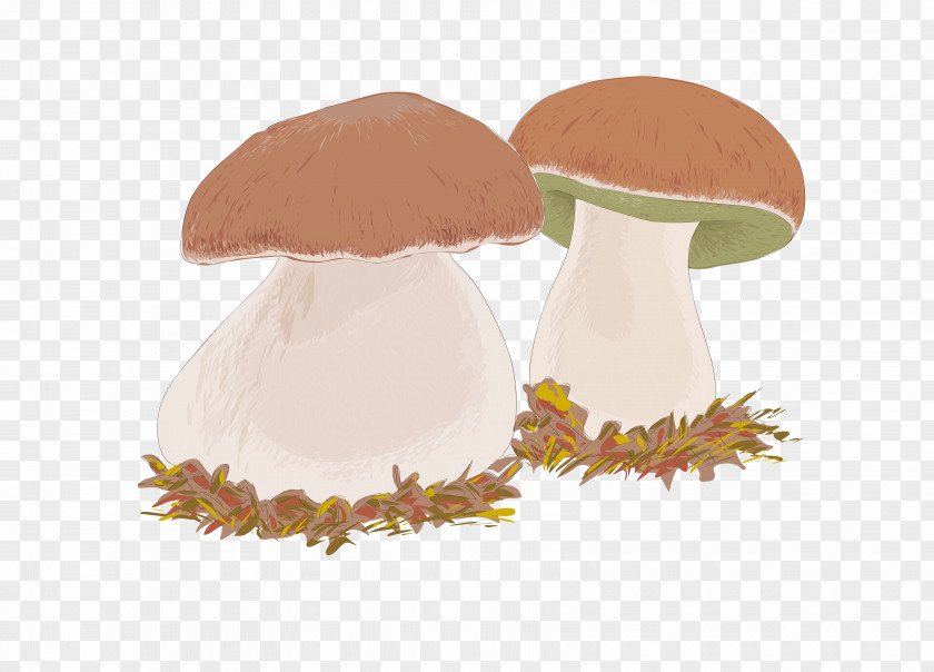 Mushroom Boletus Edulis Edible Drawing PNG