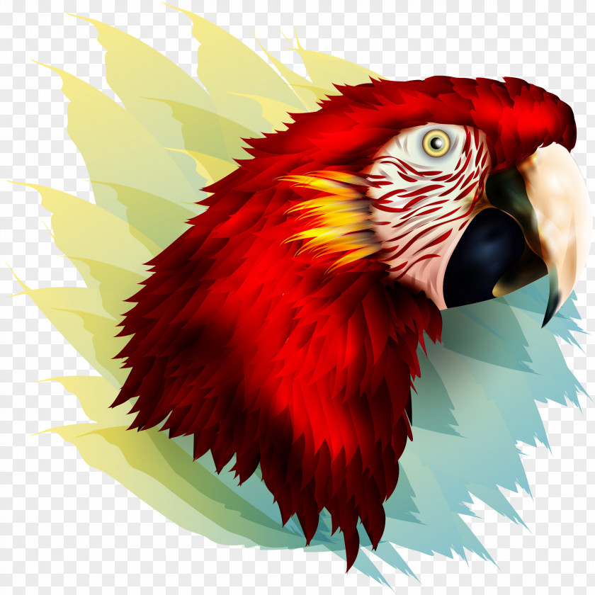 Vector Red Parrot Bird Owl Beak Feather PNG