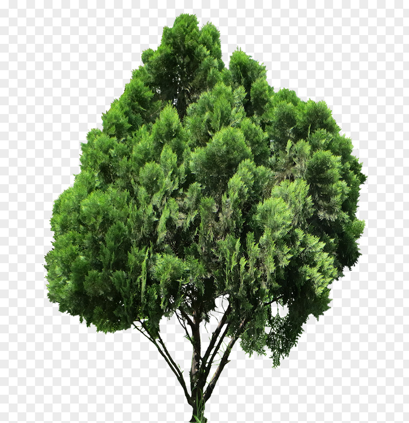 20 Conifers Tree Oriental Arbor-vitae PNG