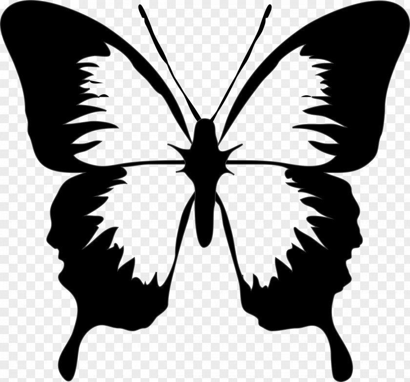 Butterfly Drawing Clip Art PNG