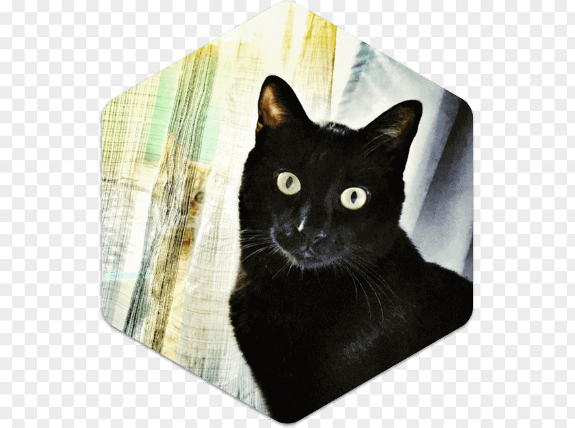 Cat Domestic Short-haired Whiskers Mumbai PNG