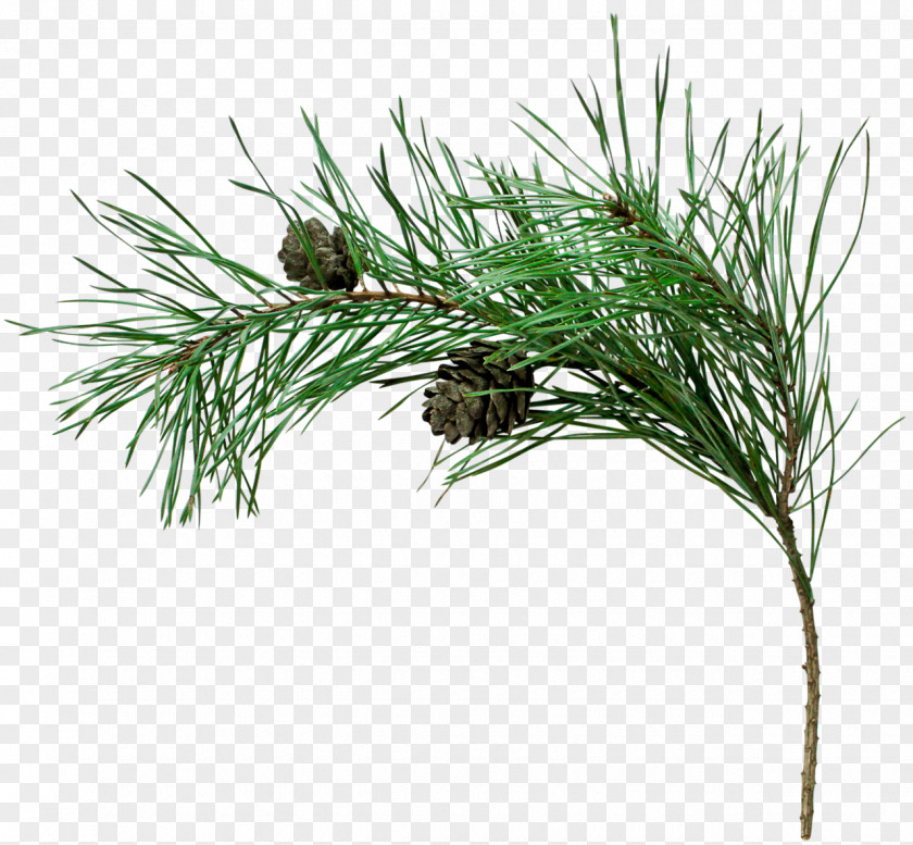 Christmas Postcard Spruce Stone Pine Fir Tree Conifer Cone PNG