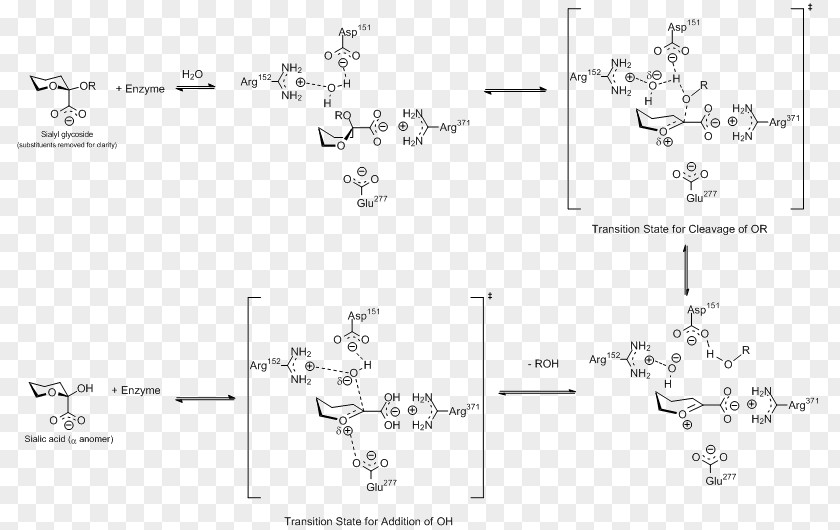 Cleaves Viral Neuraminidase Inhibitor Sialic Acid Influenza PNG