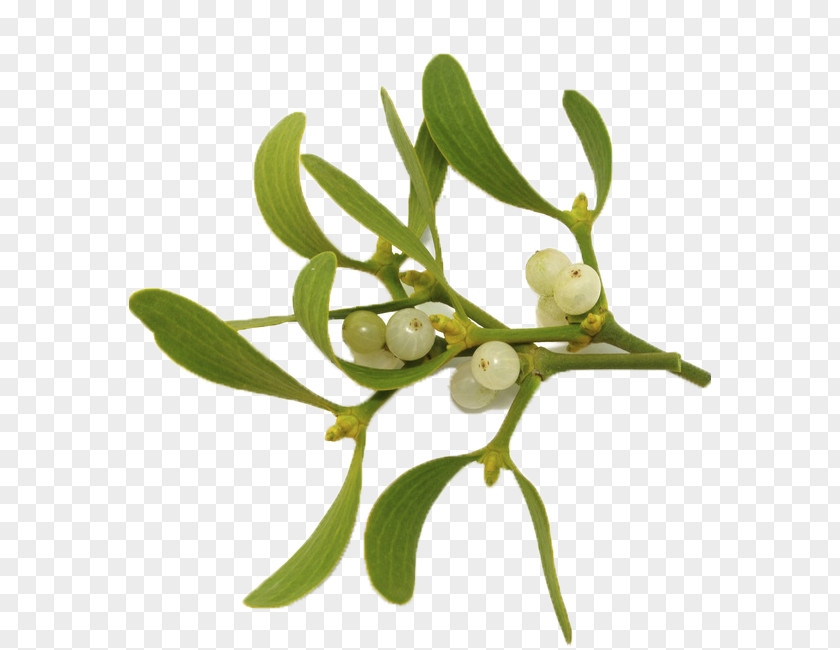 Grevol Boix Viscum Album Mistletoe Plants Anthroposophic Medicine Kiss PNG