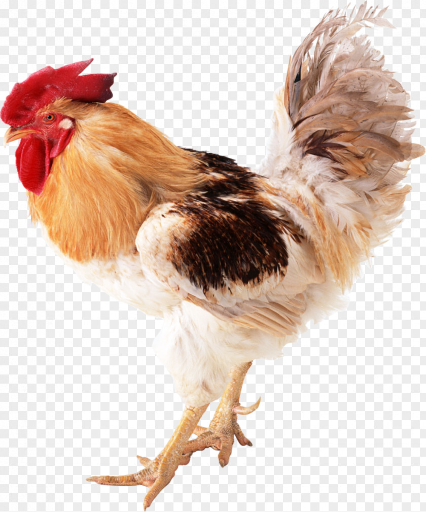 Rooster Fried Chicken Domestic Duck Bird PNG