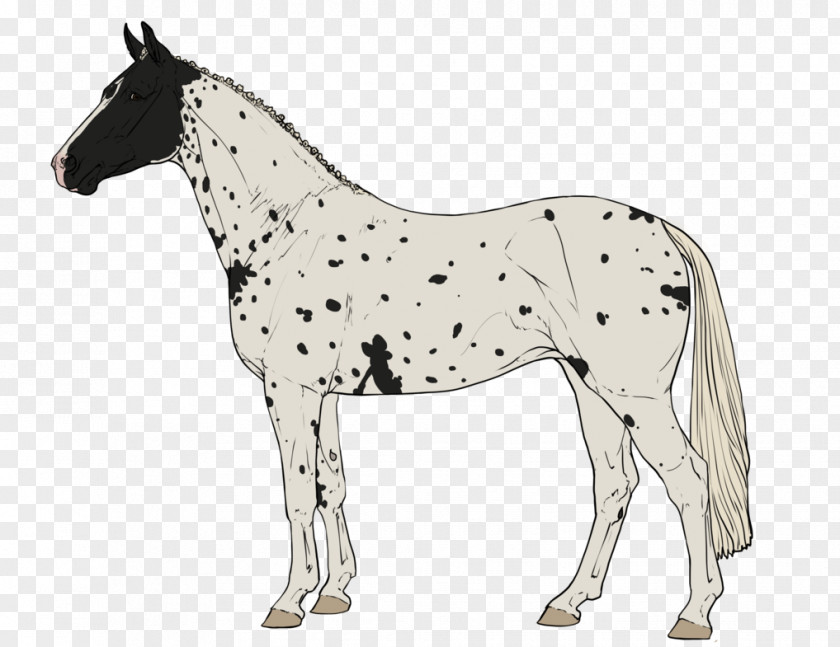 Spot The Difference Pony Mustang Foal Stallion Mare PNG