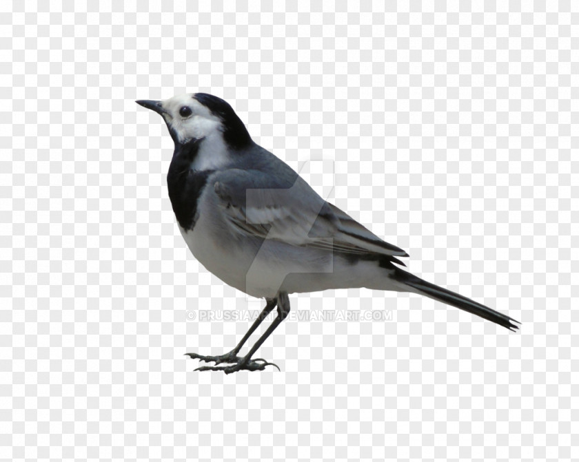 Bird White Wagtail Grey Cattle American Sparrows PNG
