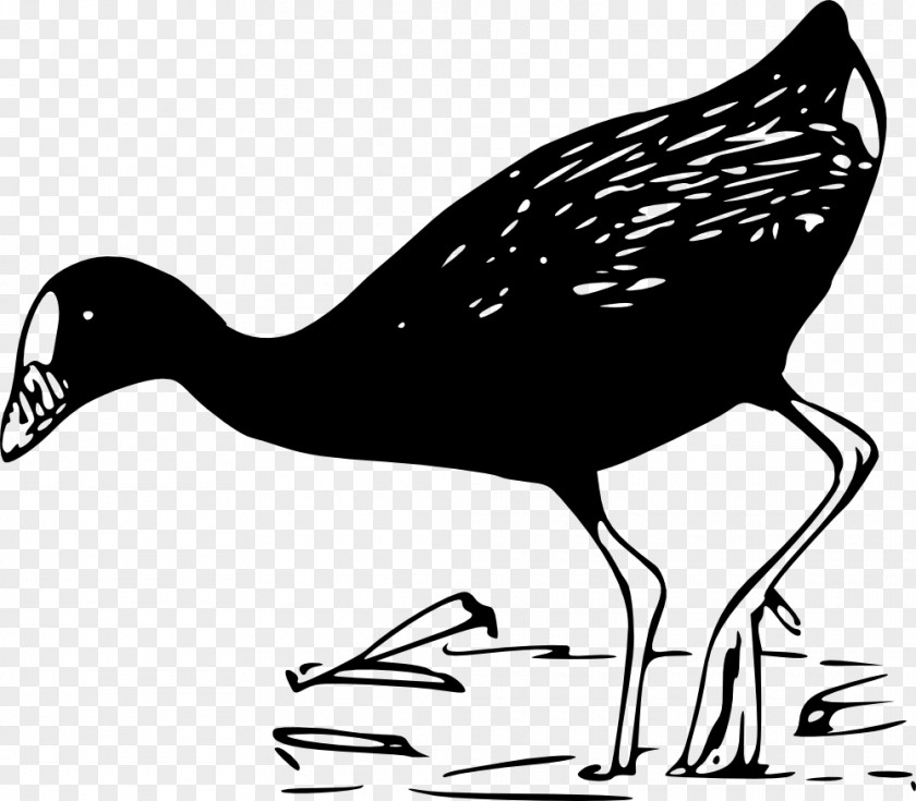 Duck Bird Clip Art PNG