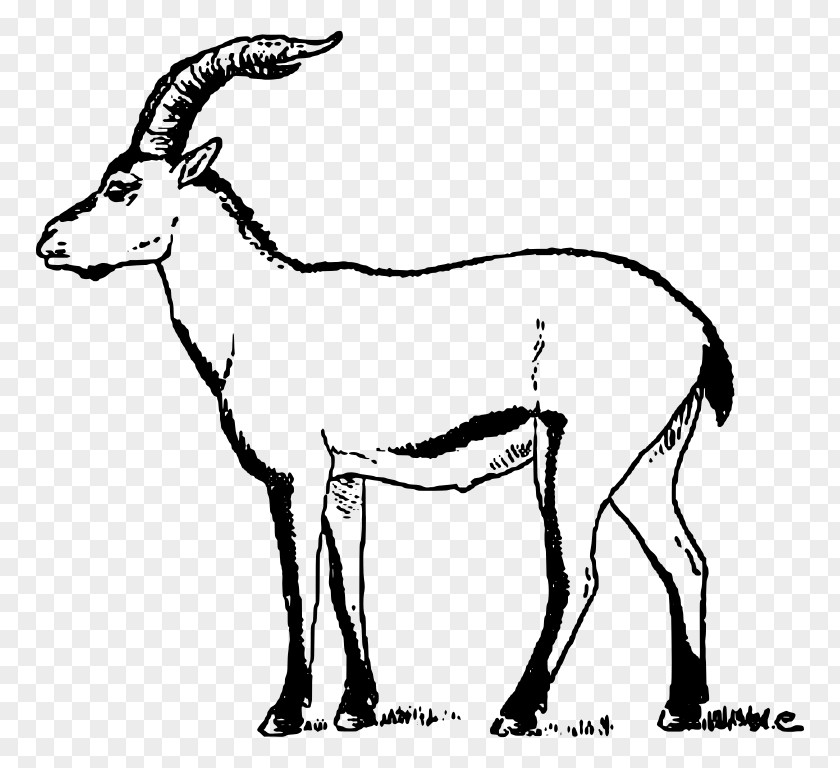 Goat Iberian Peninsula Pyrenean Ibex Portuguese Extinction PNG