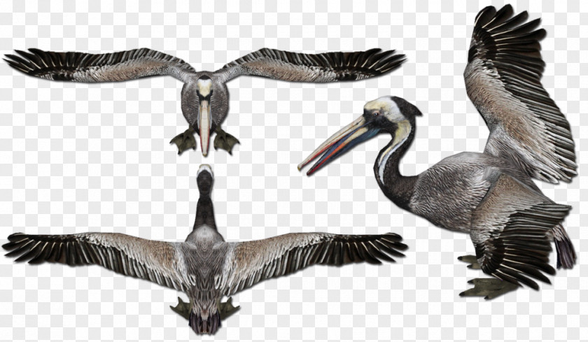 Goose Zoo Tycoon 2 Reptile Peruvian Pelican Nile Monitor PNG
