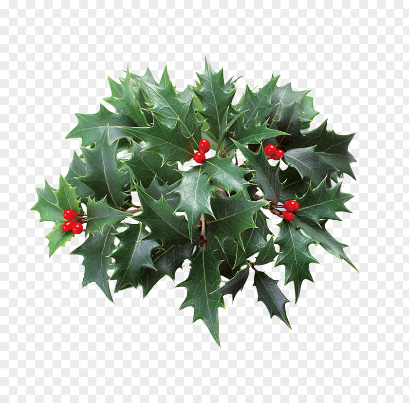 Plant Leaves Christmas Holly Clip Art PNG