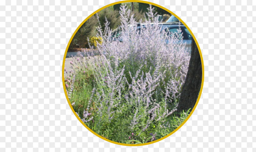 Russian Sage English Lavender French Plants Bee Subshrub PNG