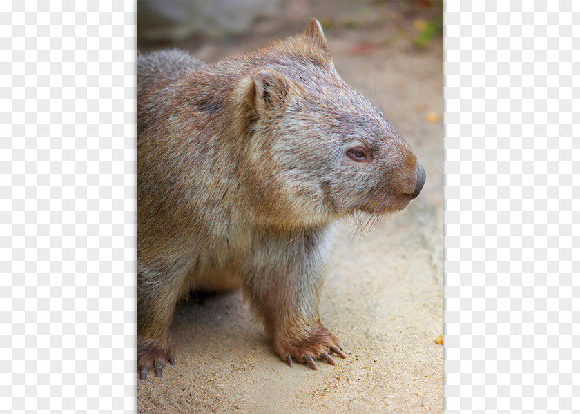 Australia Wombat Post Cards Postage Stamps Office PNG