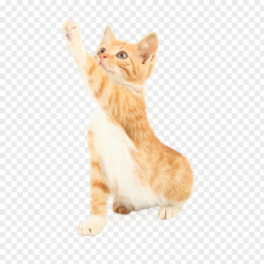 Cat Jumping Amazon.com Dog Pet Toy PNG