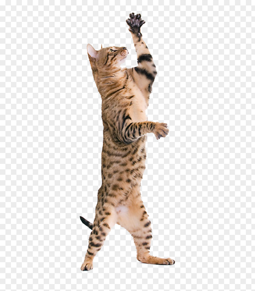 Cat Standing Toyger Bengal California Spangled Sokoke Kitten PNG