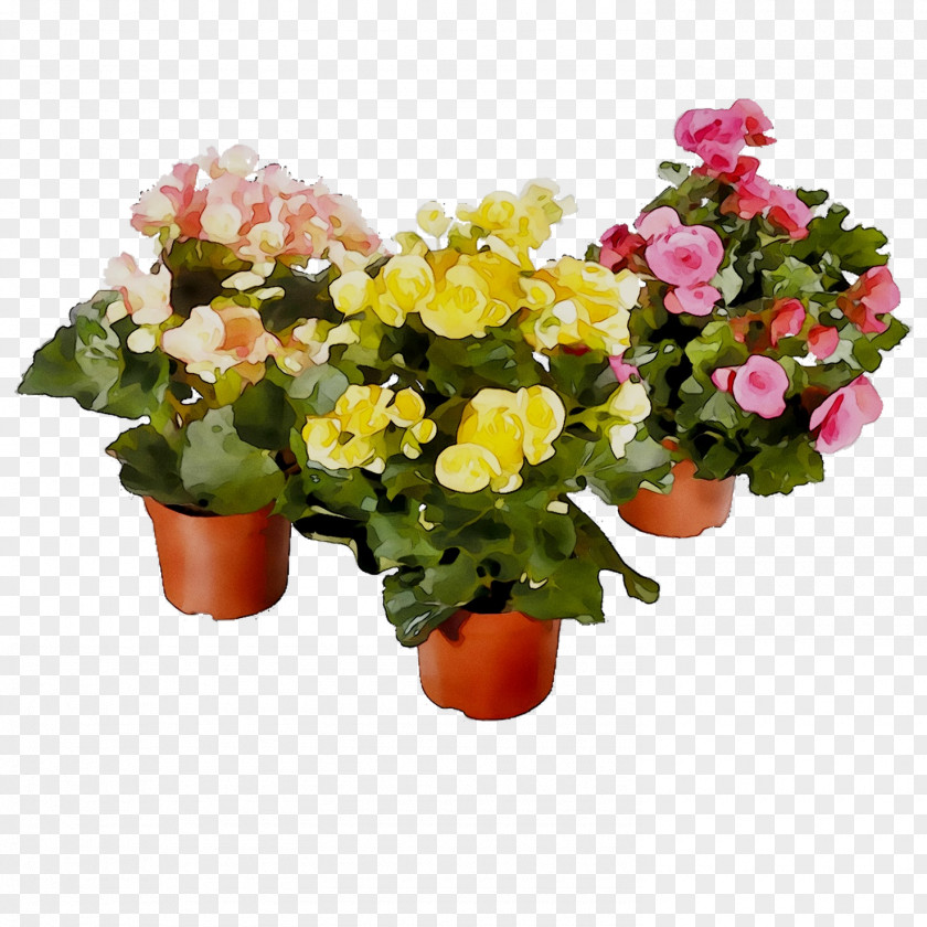 Houseplant Plants Flower Elatior Begonia PNG