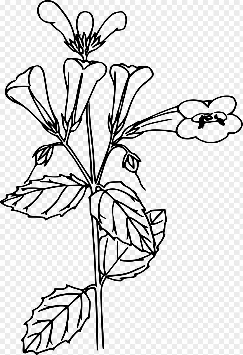 Anemone Line Art Black And White Clip PNG