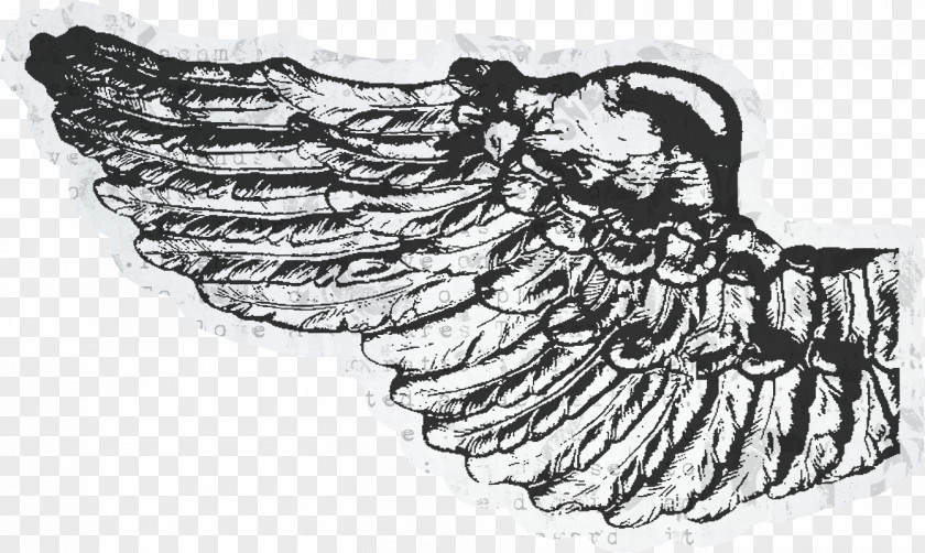 Black Pretty Wings Wing And White Photography Visual Arts PNG