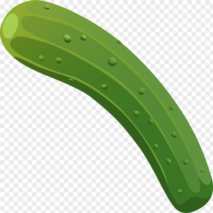 Curved Cucumber Euclidean Vector PNG