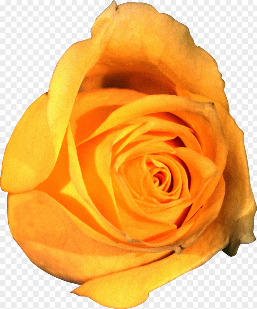 Flower Garden Roses Clip Art Yellow PNG