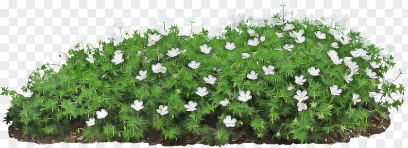 Flower Plant Groundcover Grass Shrub PNG