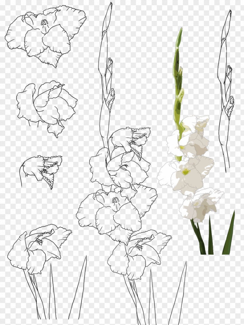 Hand-painted Gladiolus Floral Design Gongbi Flower Xd7gandavensis PNG