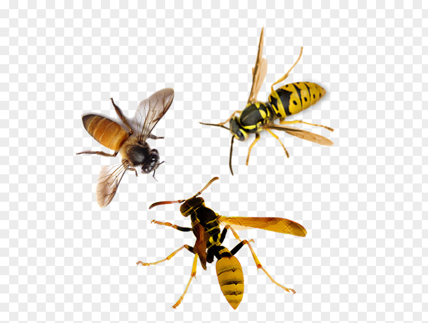 Insect Honey Bee Hornet Wasp PNG