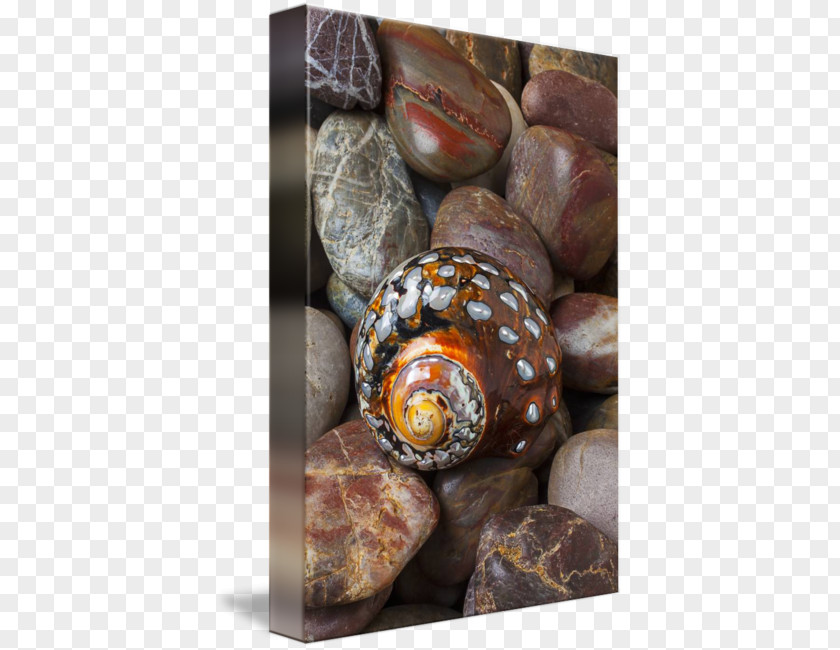 Sea Snail Conchology Seashell PNG