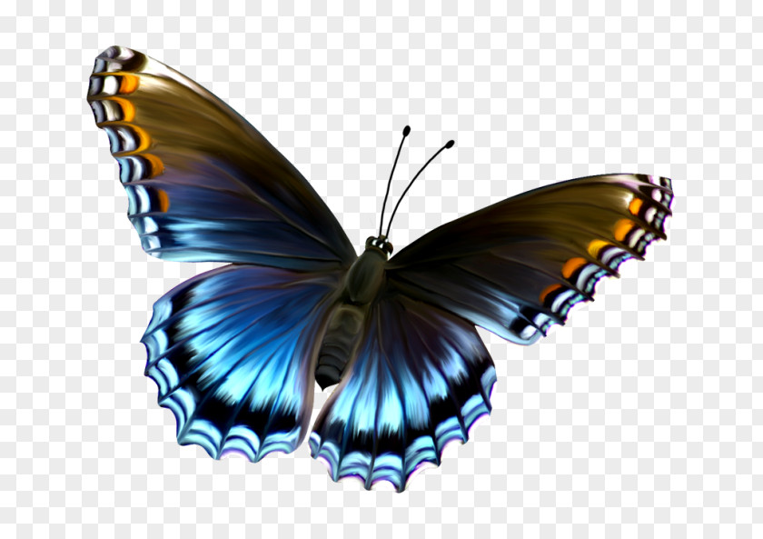 To Be A Butterfly Clip Art PNG