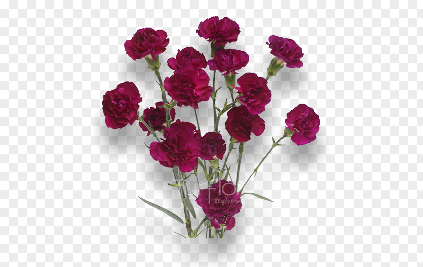 Burgundy Flowers Turflor Carnation Cut MINI PNG