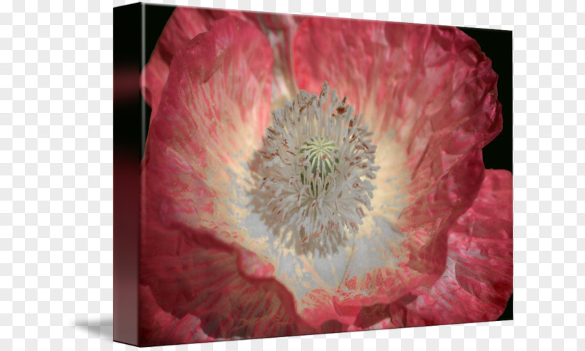 California Poppy Desktop Wallpaper Close-up Computer Transvaal Daisy PNG