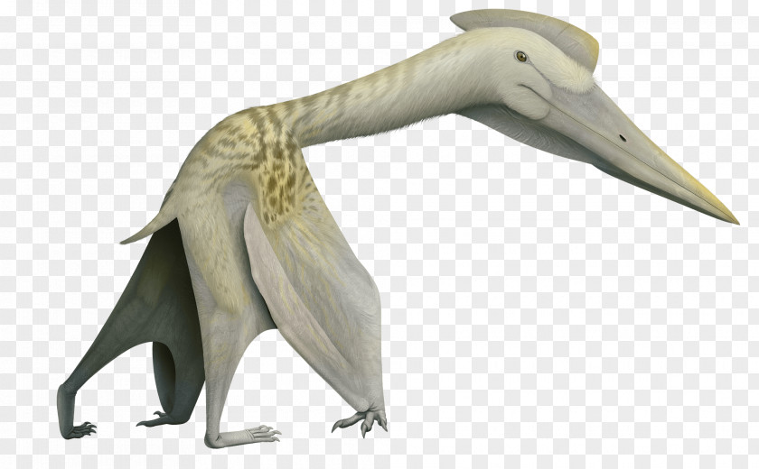 Dinosaur Quetzalcoatlus Volgadraco Phosphatodraco Pterosaurs Mythunga PNG