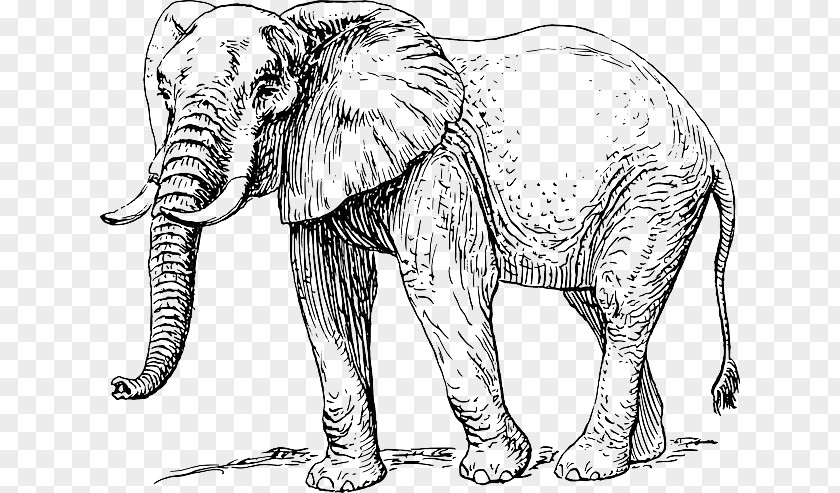 Elephant Tusks Asian African Line Art Elephantidae Drawing PNG