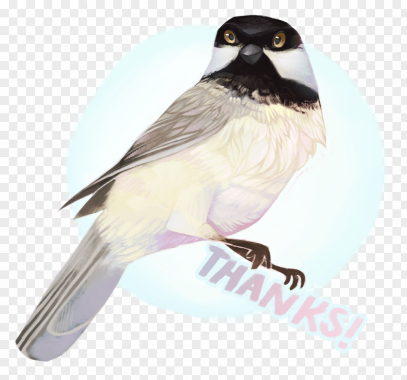 Bongo Animal American Sparrows Finches Beak Chickadee Fauna PNG