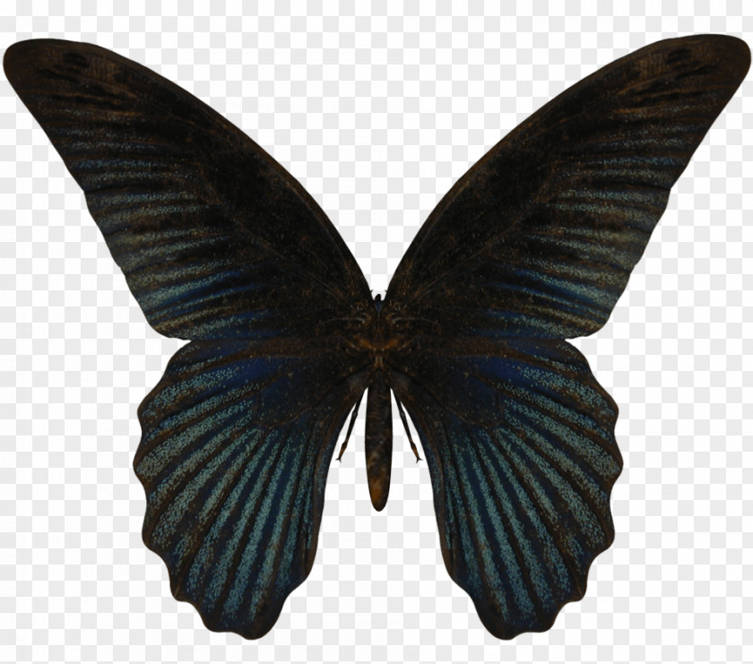 Butterfly Image Insect Stock Photography PNG