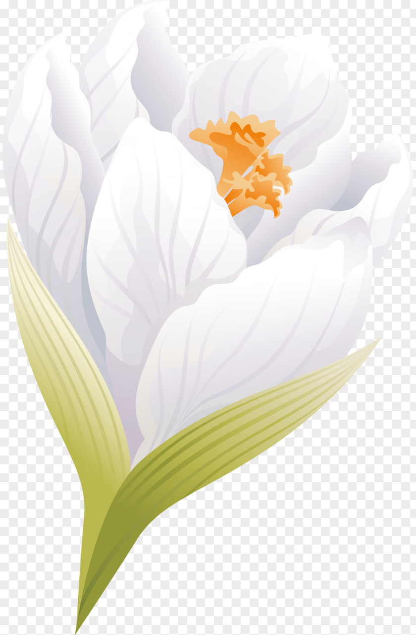 Crocus Flowering Plant Petal Desktop Wallpaper PNG