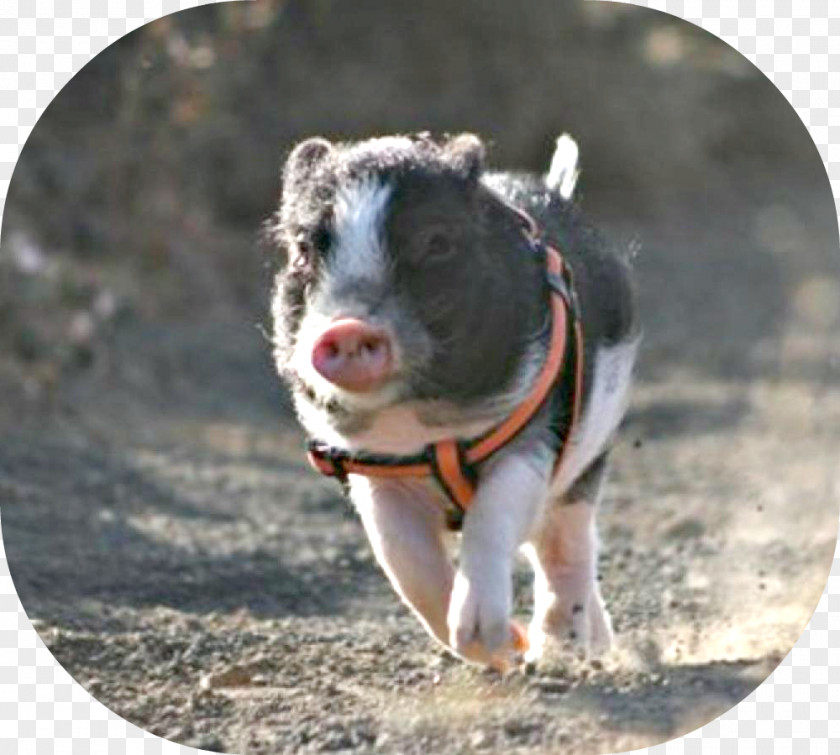 Pig Domestic Exercise Dog Mammal PNG