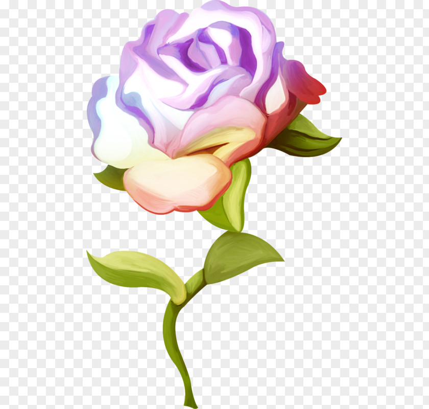 Rose Psd Garden Roses Cut Flowers Cabbage Floral Design PNG