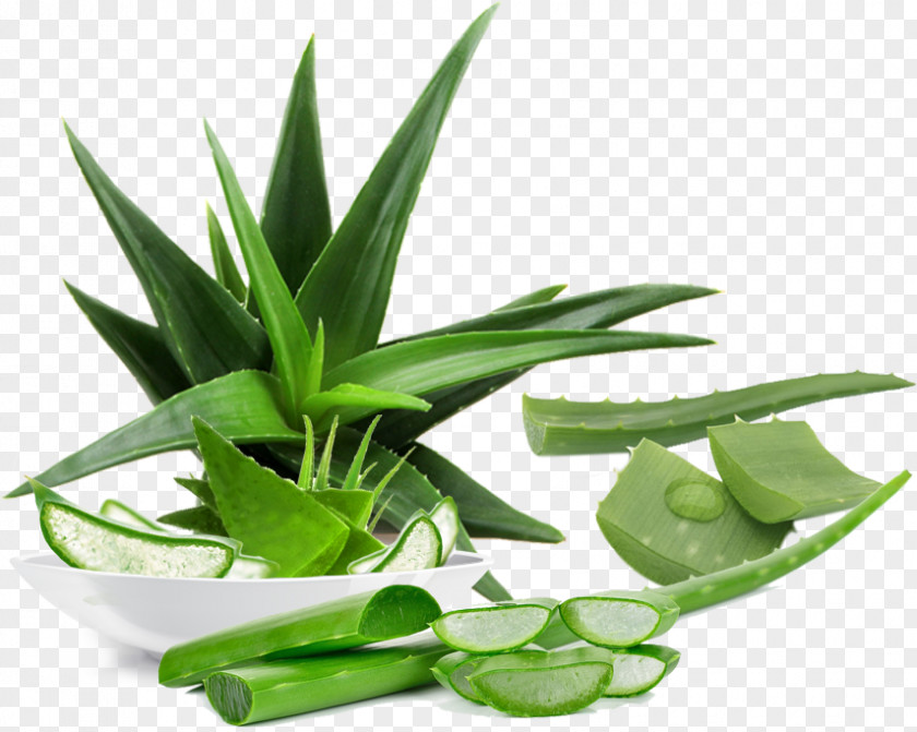 Aloe Vera Emodin Plant Skin Care Aloin PNG