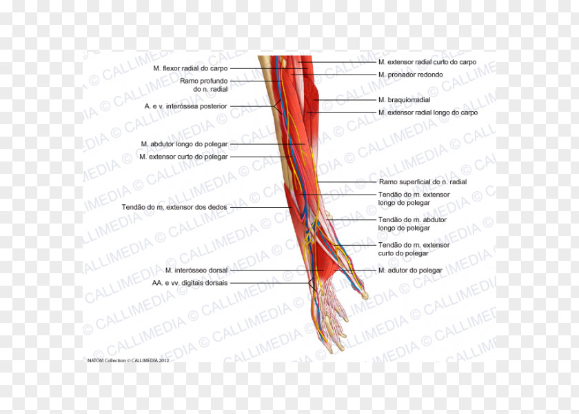 Arm Nerve Muscle Blood Vessel Forearm Anatomy PNG