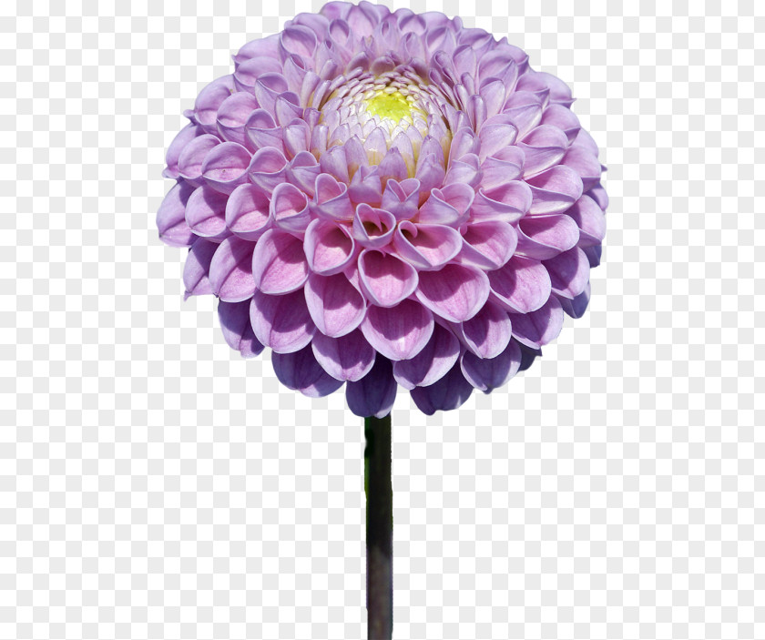Flower Dahlia PaintShop Pro PNG