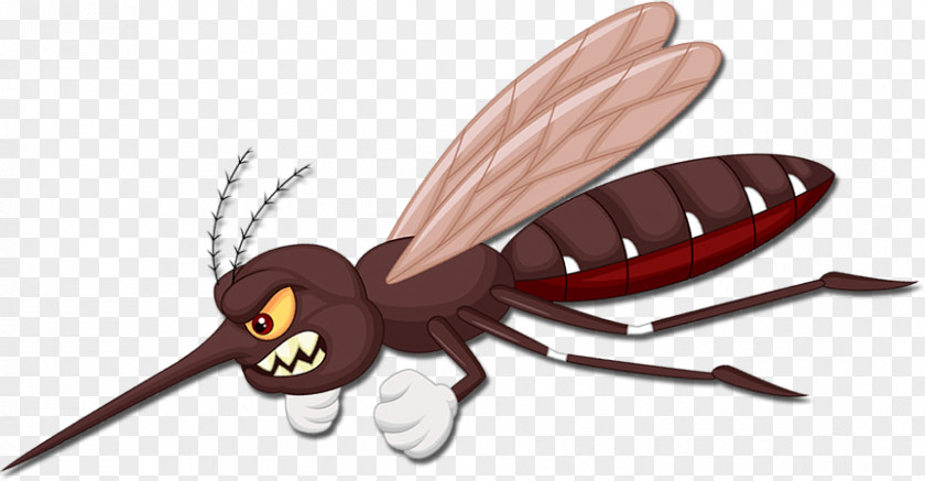 Fly Flying Mosquitoes Insect Pollinator PNG