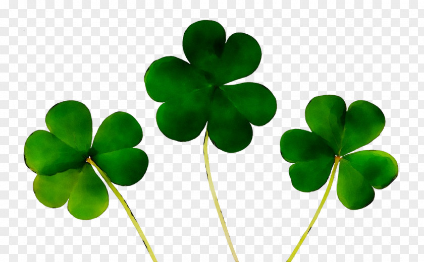 Four-leaf Clover Shamrock Saint Patrick's Day Luck PNG