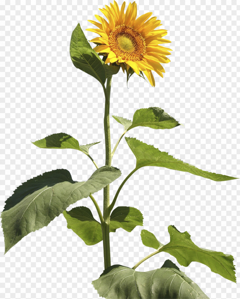 Sun Flowers Common Sunflower Seed Annual Plant Stem PNG