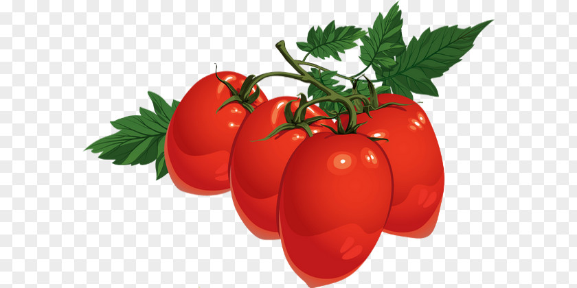 Tomato DRAWING PNG