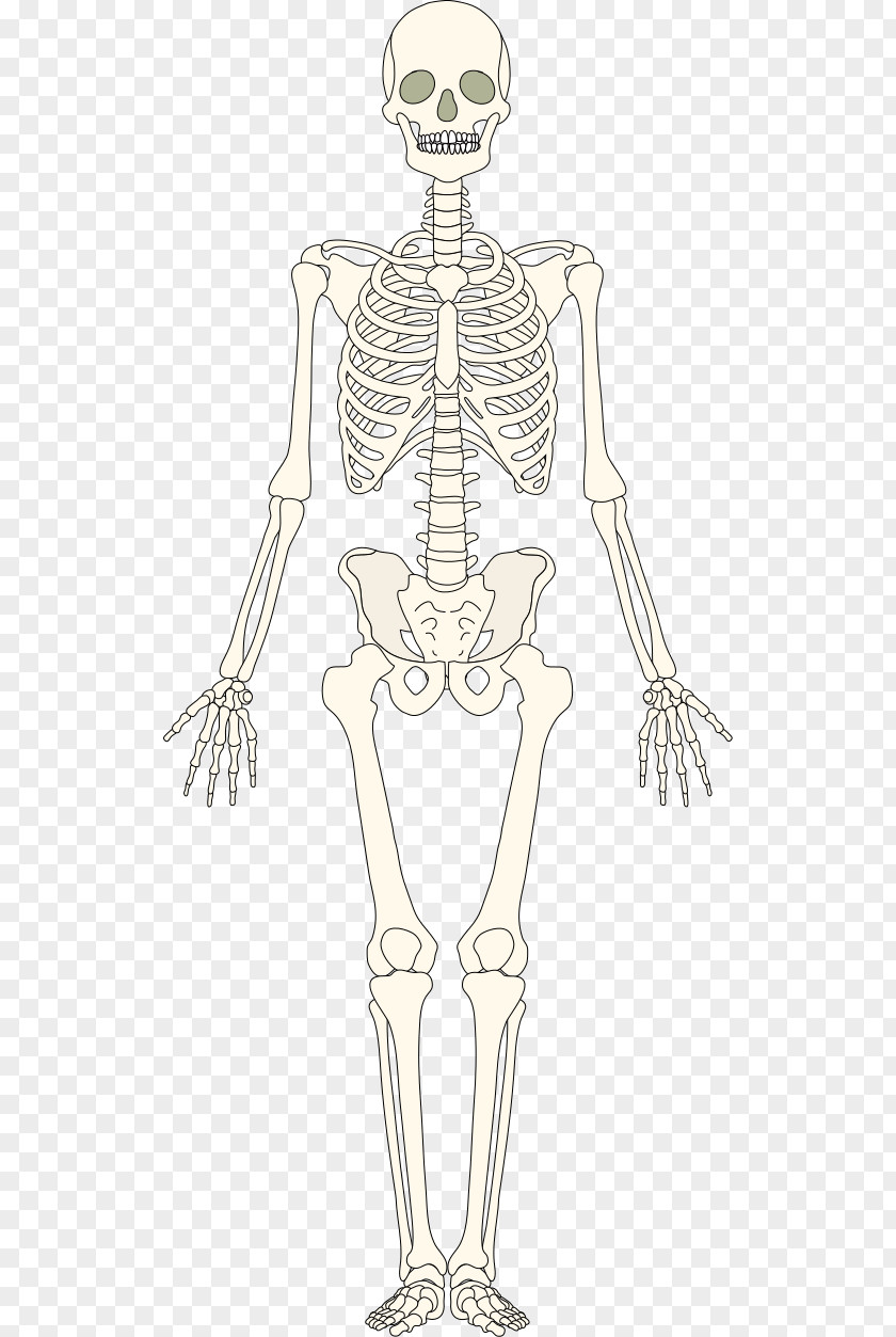 Bones The Skeletal System Human Skeleton Bone PNG