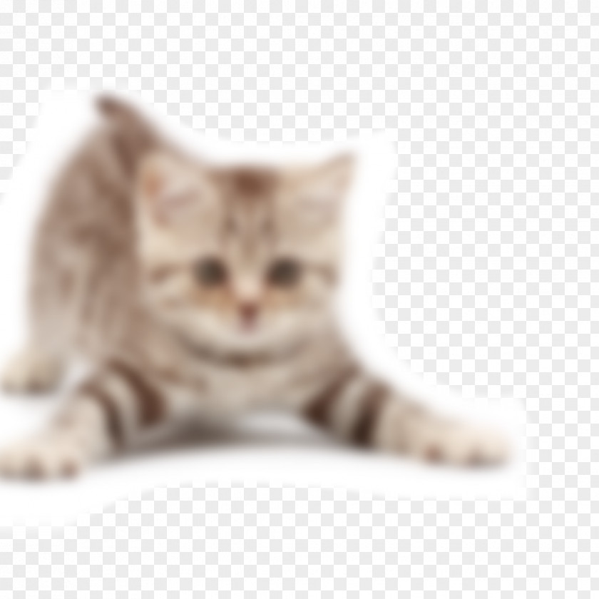 Cat The Joy Of Cats Kitten Dog Neutering PNG