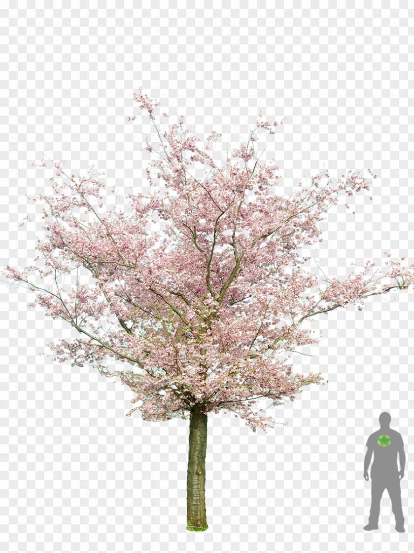 Cherry Blossom Prunus Serrulata Populus Nigra Tree Bonsai PNG